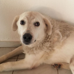 Gina Zorro Dogasvior HP