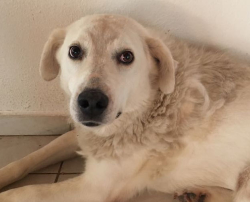 Gina Zorro Dogasvior HP