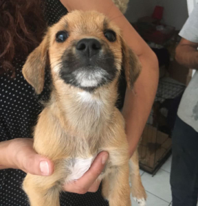 JellyBean Zorro Dogsavior