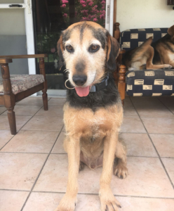 Leon Zorro Dogsavior 11