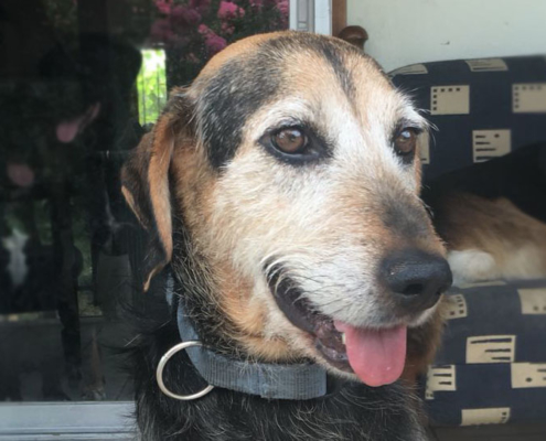 Leon Zorro Dogsavior Beitragsbild