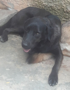 Lucy Zorro Dogsavior 1