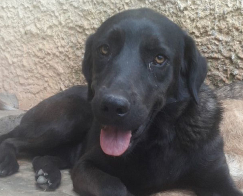 Lucy Zorro Dogsavior Beitragsbild