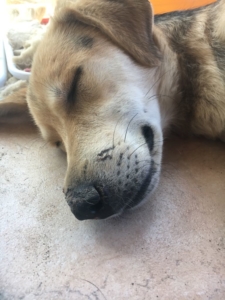 Marilyn Zorro Dogsavior 1