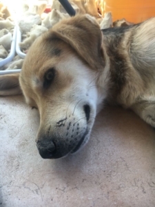 Marilyn Zorro Dogsavior 10
