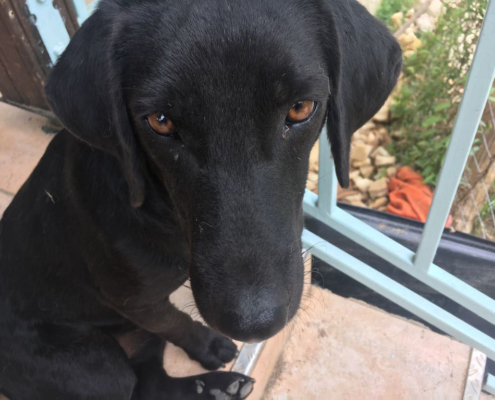 Mel Zorro Dogsavior