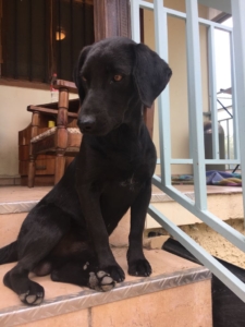 Mel Zorro Dogsavior 10