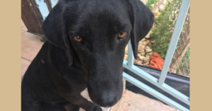 Mel Zorro Dogsavior Beitragsbild