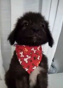 WinniePoo Zorro Dogsavior