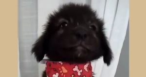WinniePoo Zorro Dogsavior Beitragsbild