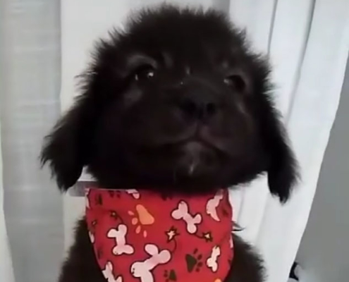 WinniePoo Zorro Dogsavior HP