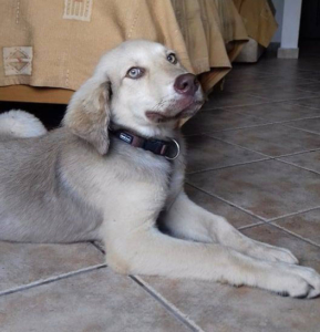 Woody Zorro Dogasvior