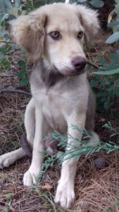 Woody Zorro Dogasvior 1