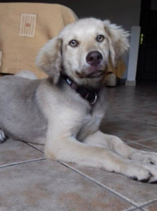 Woody Zorro Dogasvior 11