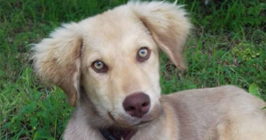 Woody Zorro Dogasvior Beitragsbild