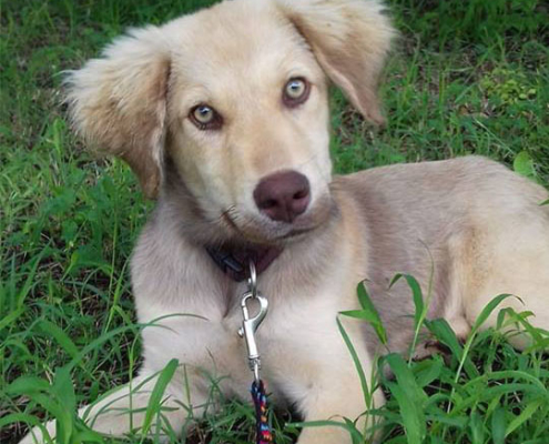 Woody Zorro Dogasvior HP