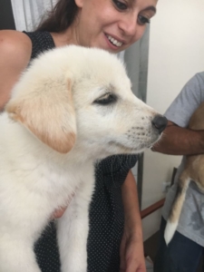Yakari Zorro Dogsavior 1