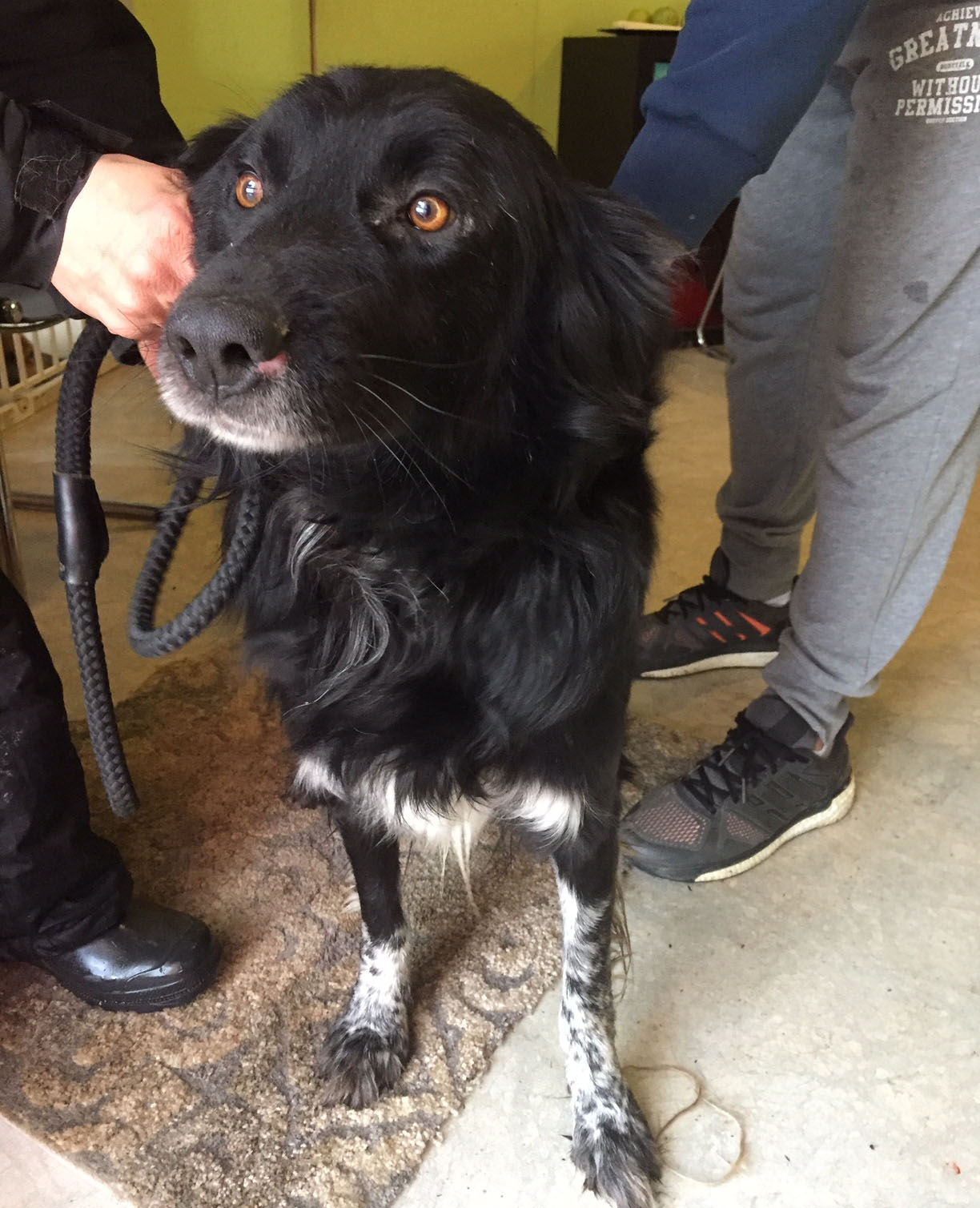Bruno Zorro Dogsavior Jan19