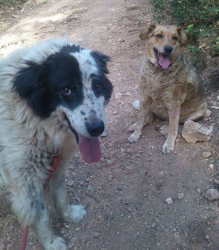 Bubis Zorro Dogsavior 01