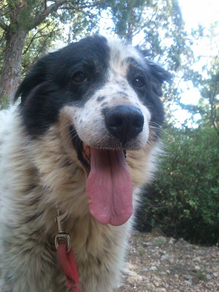 Bubis Zorro Dogsavior 02