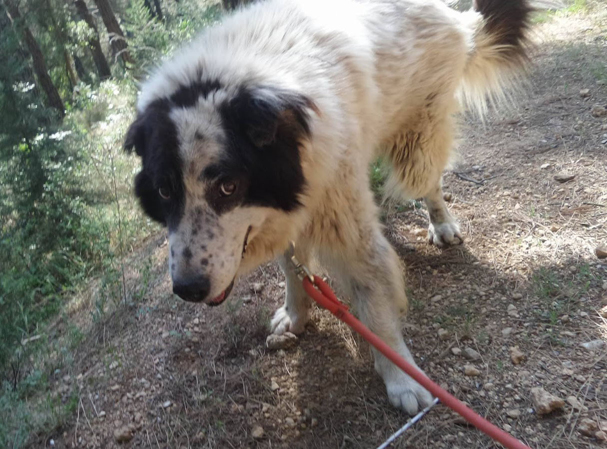 Bubis Zorro Dogsavior 03