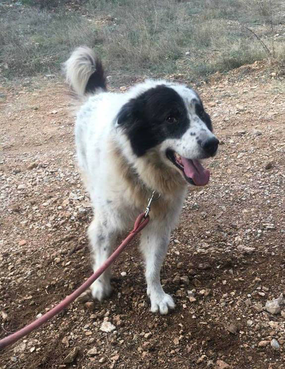Bubis Zorro Dogsavior 04