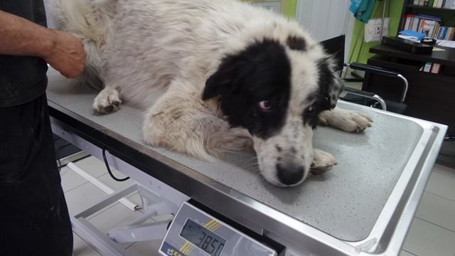 Bubis Zorro Dogsavior 05