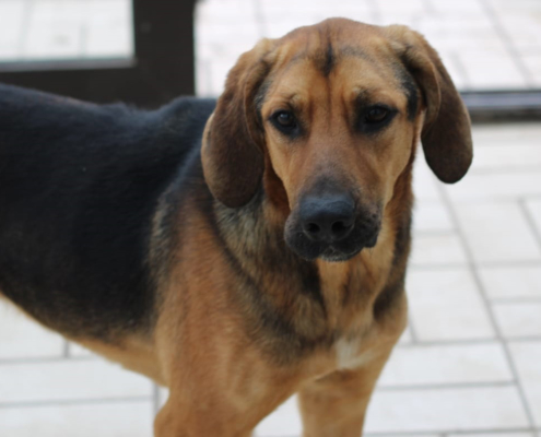 Edward Zorro Dogsavior Beitragsbild Feb19