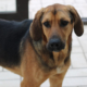 Edward Zorro Dogsavior Beitragsbild Feb19