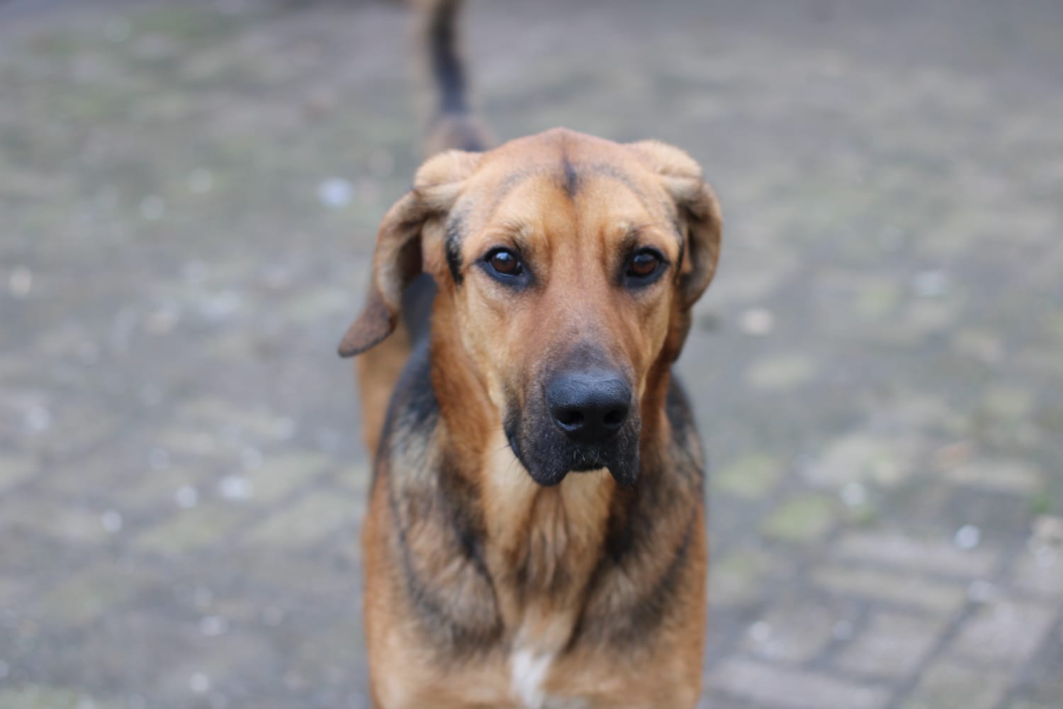 Edward Zorro Dogsavior Feb19