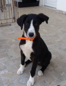 Fluffy Zorro Dogsavior Sept