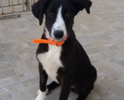 Fluffy Zorro Dogsavior Sept