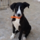 Fluffy Zorro Dogsavior Sept