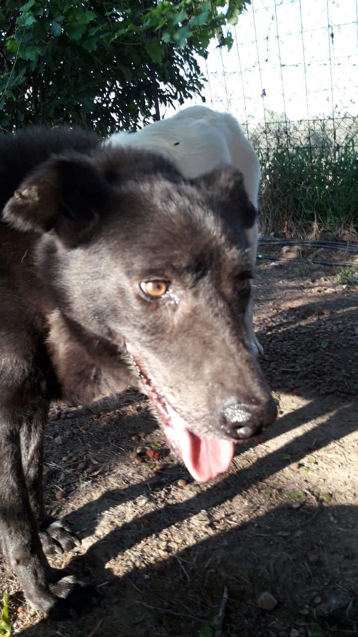 Granny Zorro Dogsavior 1