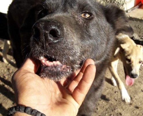 Granny Zorro Dogsavior 2
