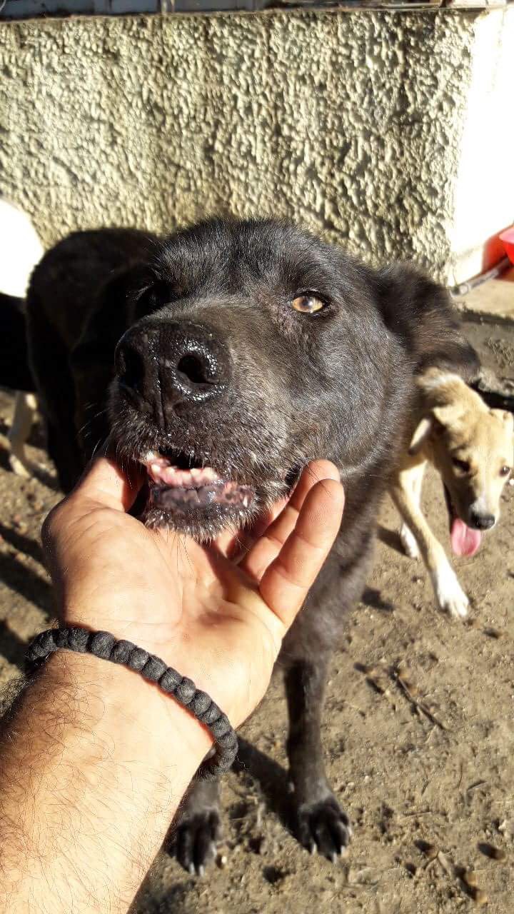 Granny Zorro Dogsavior 2