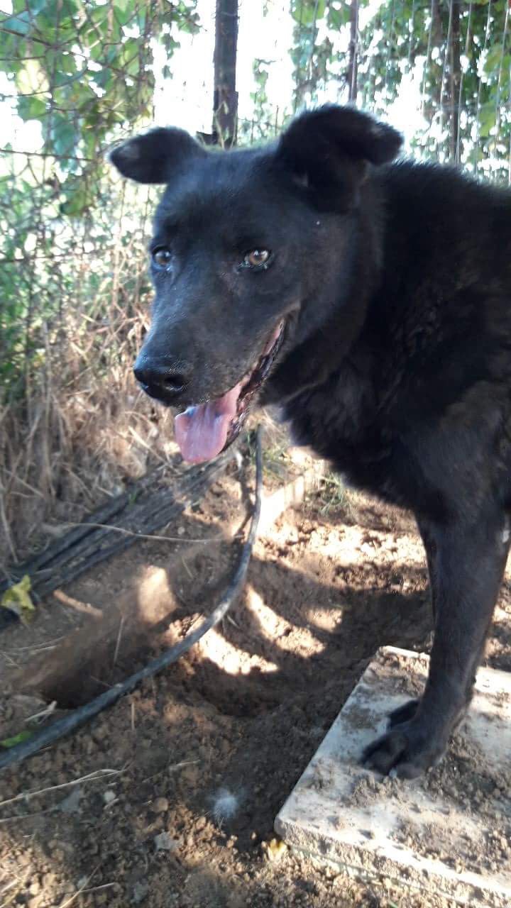 Granny Zorro Dogsavior 3