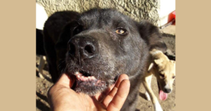 Granny Zorro Dogsavior Beitragsbild