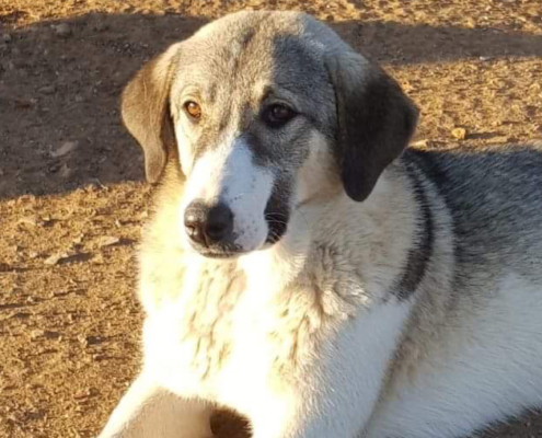 Hera Zorro Dogsavior HP Dez