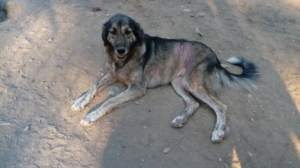 Ivy Zorro Dogsavior Sept