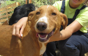 Kassiani Zorro Dogsavior Sept
