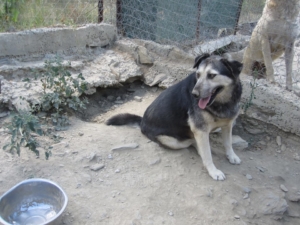 Lavinia Zorro Dogsavior Sept