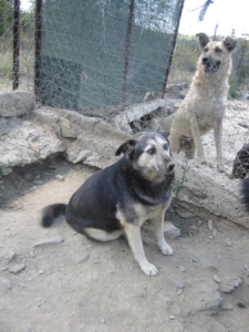 Lavinia Zorro Dogsavior Sept1