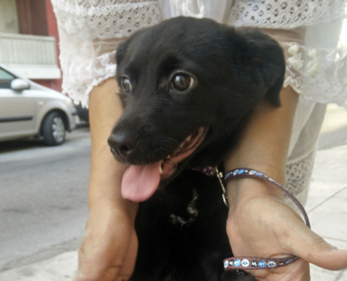 Minou Zorro Dogsavior