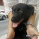 Minou Zorro Dogsavior