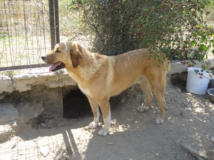 Richard Zorro Dogsavior Sept
