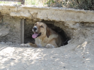 Richard Zorro Dogsavior Sept1