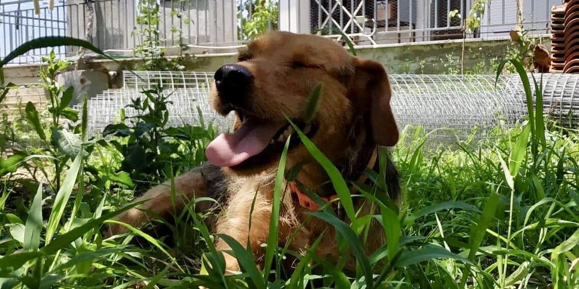 Rina Xanthi Adopt e1560860586445