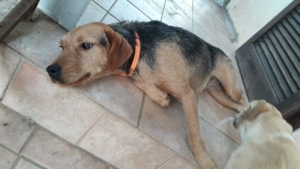 Rina Zorro Dogsavior 2