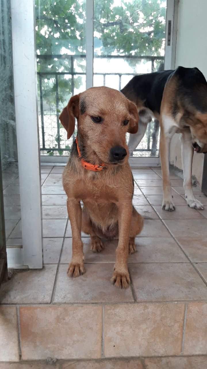 Rina Zorro Dogsavior 4